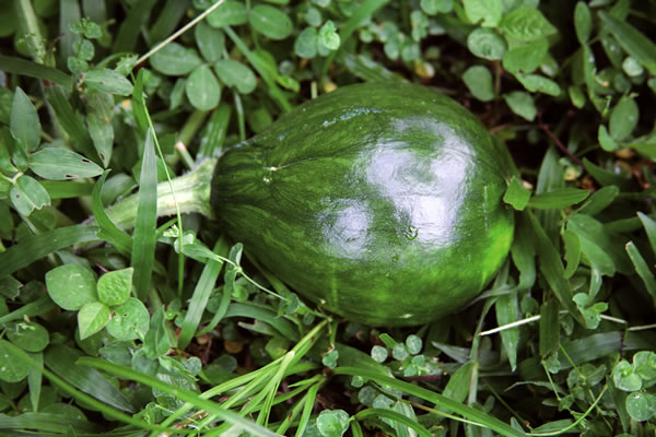 Taller Sobre Agricultura Tropical Sostenible